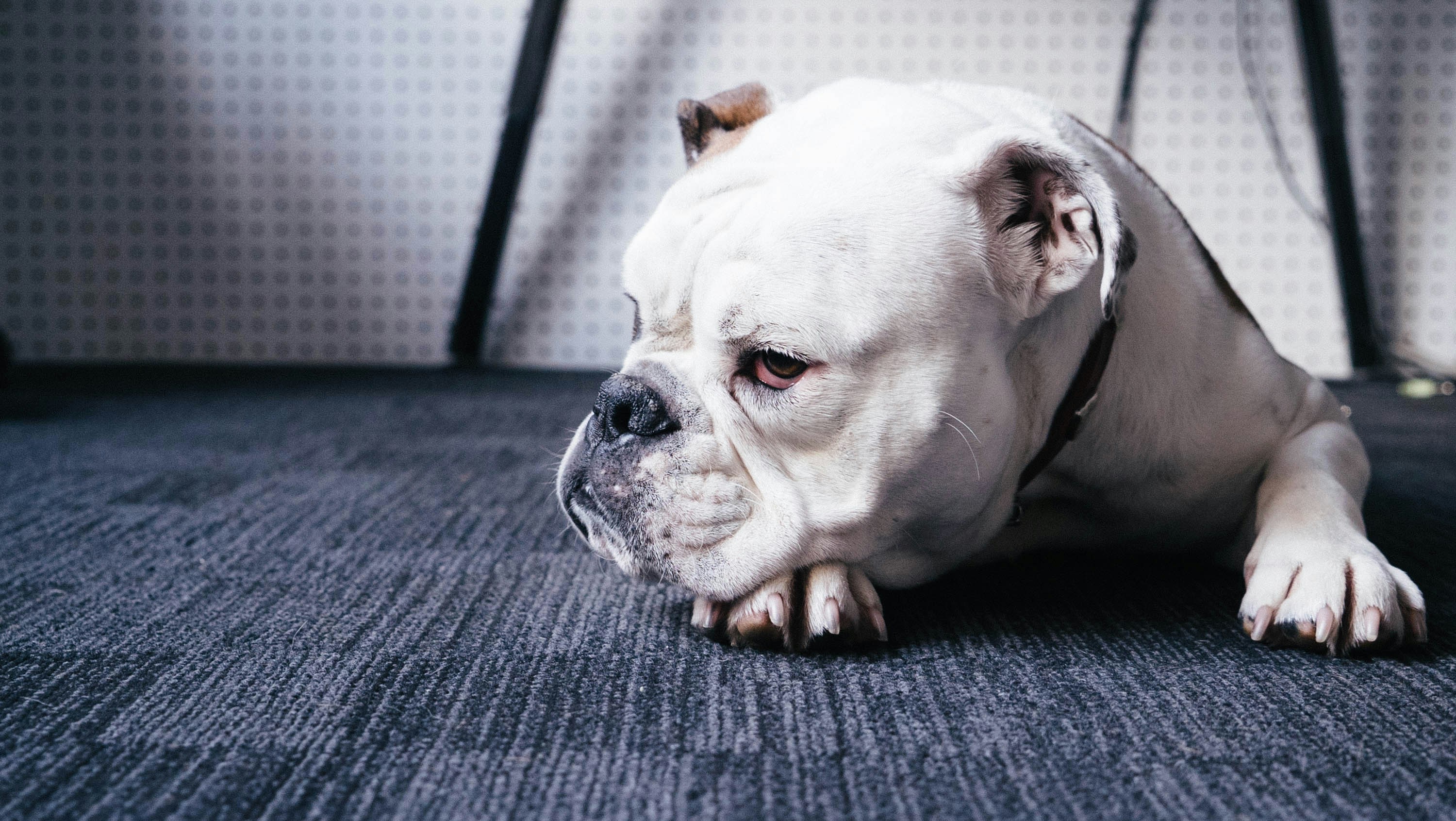 Dealing with Misbehaving Animals: A Guide to Reporting and Resolving Issues