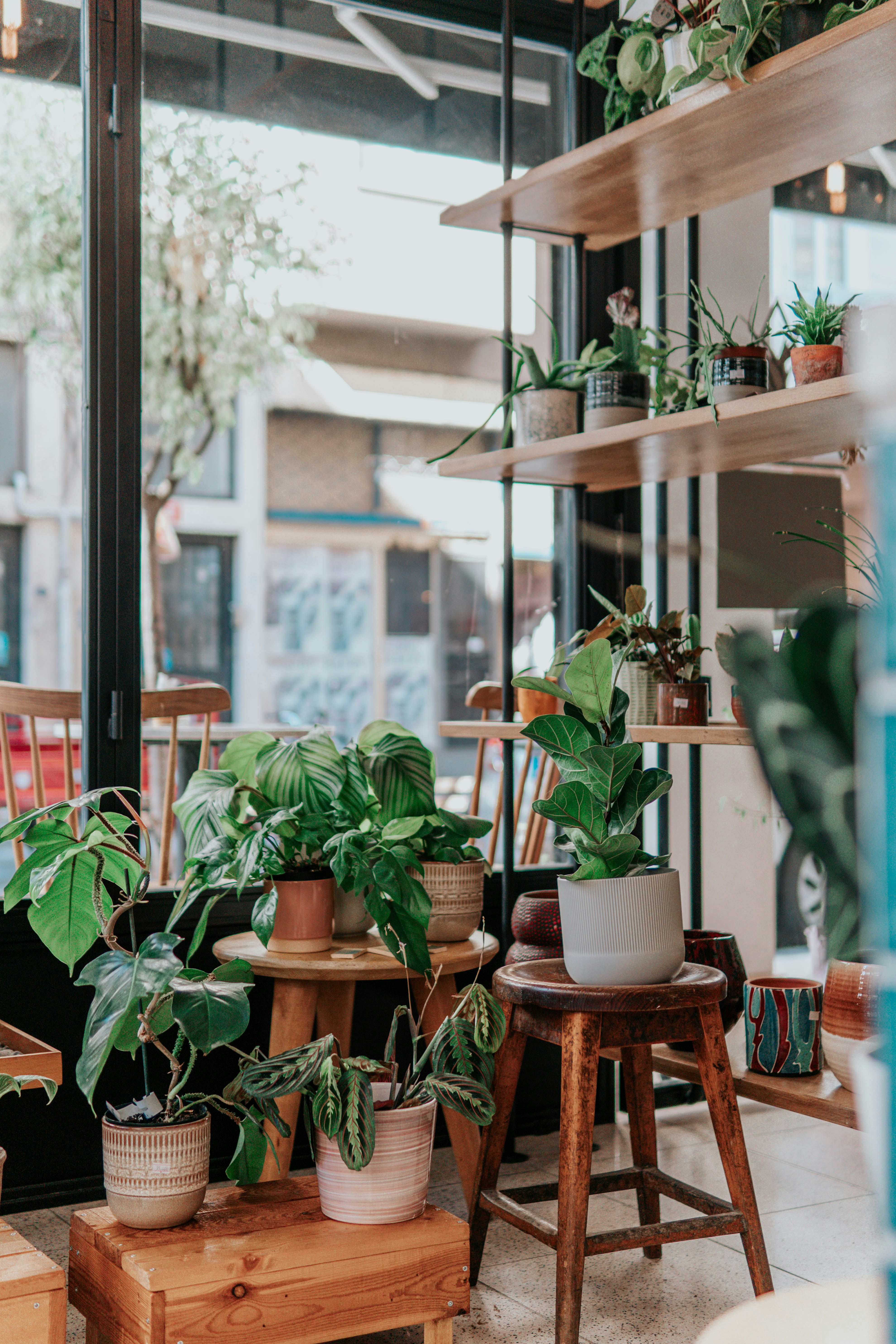 Lighting Indoor Plants