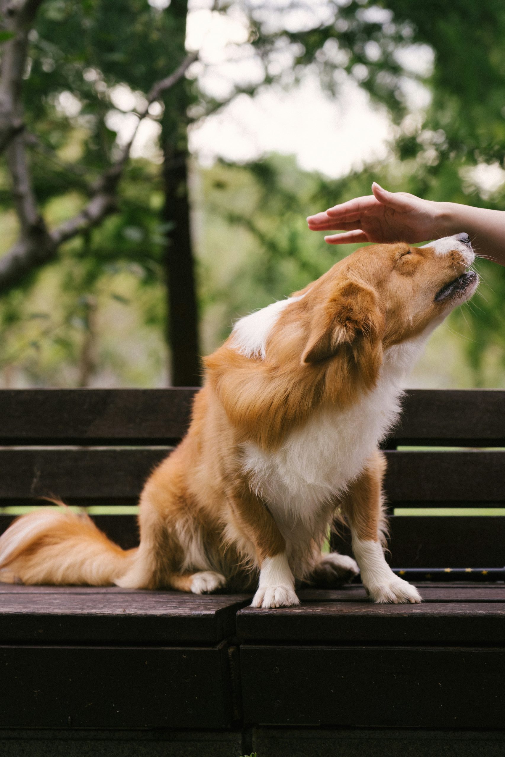 Landlord Questions: Can I Refuse a Pet in a Darlinghurst or Potts Point Apartment?